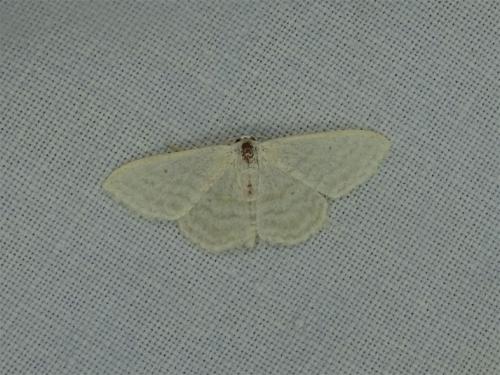 Idaea subsericeata